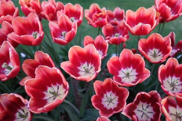 Tulips. X100F.